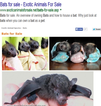 ExoticAnimalsforSale is using copyrighted photos to lure people to purchase bats as pets